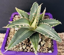 Agave Titanota “Werewolf"
