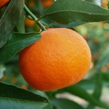 PLANTE DE CLÉMENTINE en pot