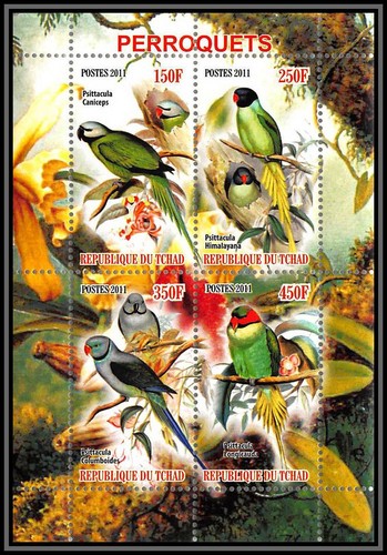 1143 tchad oiseaux bird - tchad, bf