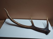 BOIS MUE DE CERF VERNIS 58CM