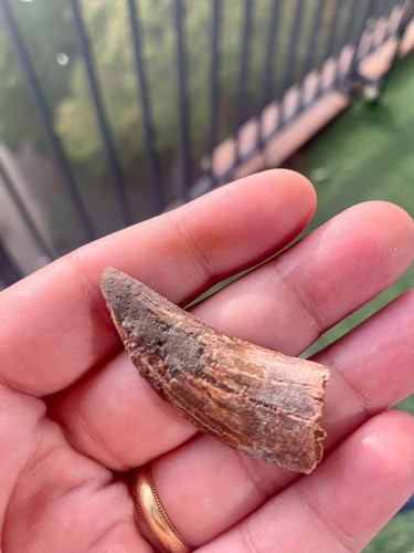 Dent carcharodontosaurus - de,