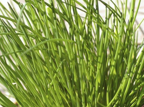 500 graines ciboulette - de,