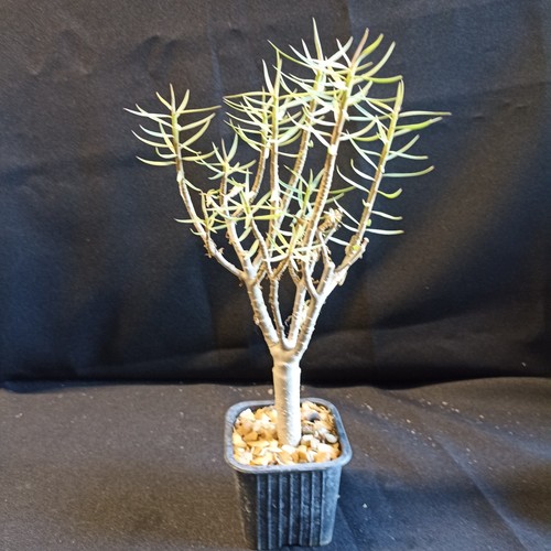 Euphorbia balsamifera caudex - euphorbia,