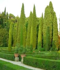 50 Graines de Cyprès d'Italie (Cupressus sempervirens stricta)