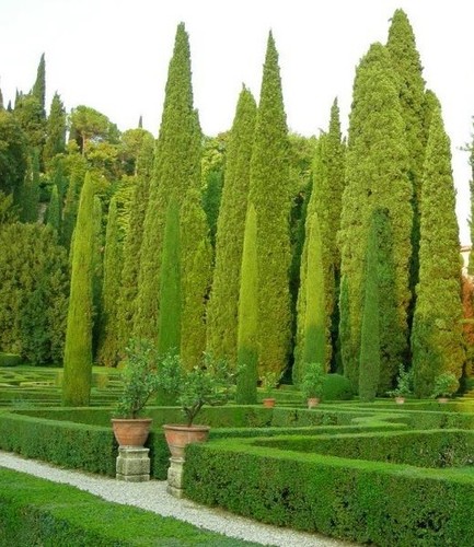 Graines cyprès d - cyprès, d'italie