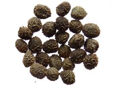 Pavot De Californie -