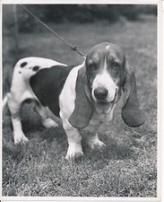 BASSET HOUND c. 1950 - Grande