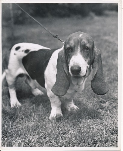 Basset hound 1950 grande - c.,