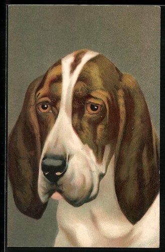 Tête basset hound carte - d'un,