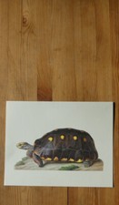 Peinture naturaliste tortues