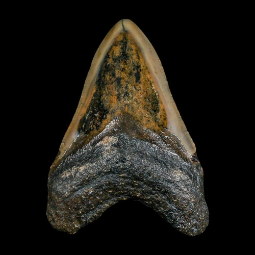 Quality megalodon shark - 3.5",