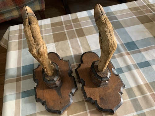 Taxidermie ancien trophée - , de