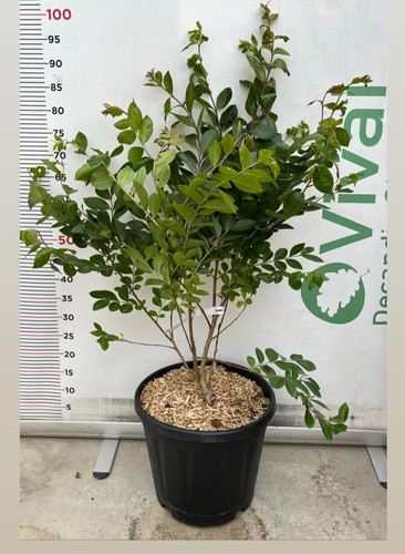 Plante lagerstroemia indica - de,