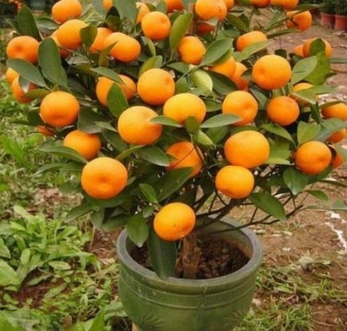 Mandarin orange tree seeds - 20,