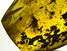 Pièce d'ambre insecte fossile