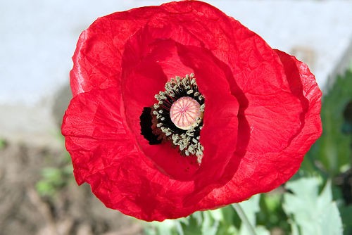 Graines pavot tulipe - pavot,