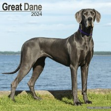 Calendrier 2024 dogue - calendrier,