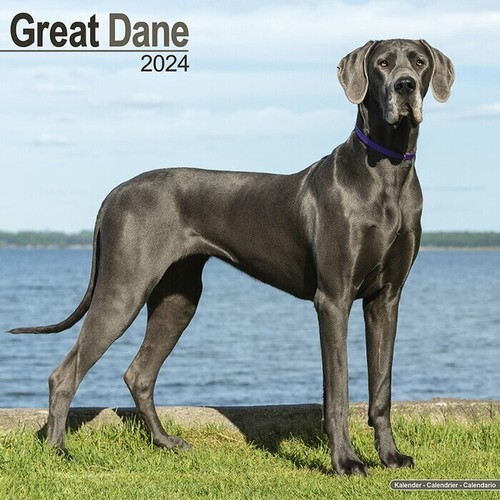 Calendrier 2024 dogue - -,