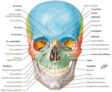Netter Atlas d'Anatomie Humaine 7e Edition.(numerique) Hight Quality