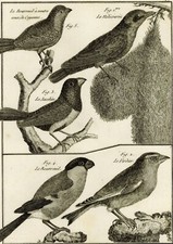 Oiseau Bouvreuil & Jacobin &