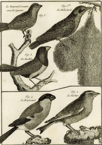 Oiseau bouvreuil jacobin - oiseau, &
