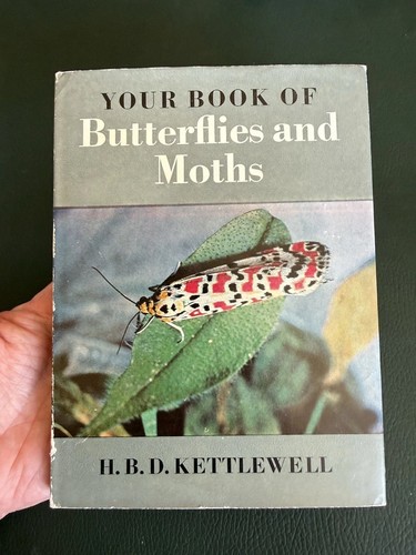 Your book butterflies - your,