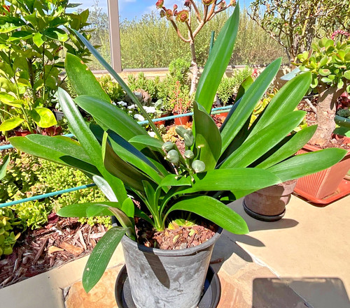 Mature clivia miniata - clivia,