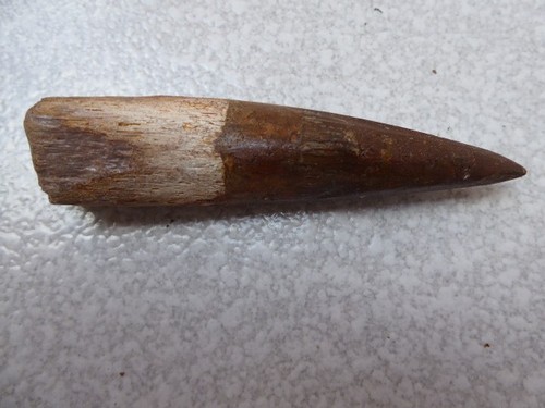 Dent fossilisee spinosaurus - fossilisee, de