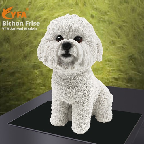Jjm small british bichon - british, frise