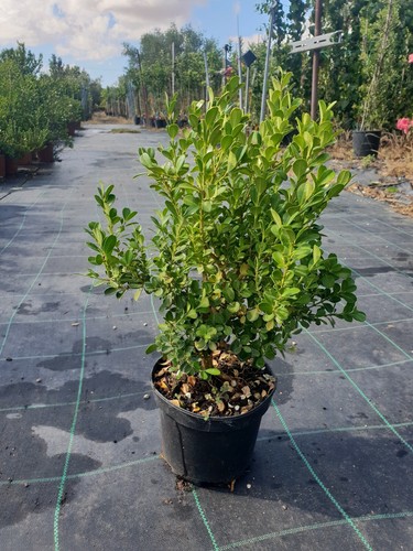 Plantes de buxus boss - 2,