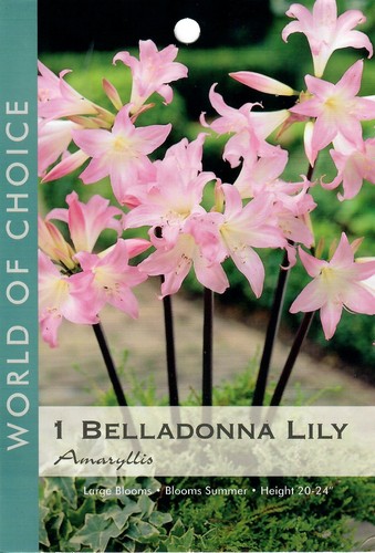 Amaryllis belladonna lily - belladonna, pink