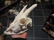 Crâne de chèvre domestique