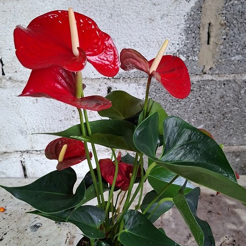 Plante intérieur pot - d’intérieur,