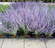 Perovskia atriplicifolia Blue Steel     100 seeds