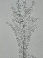 19th Curious Antique Engraving Pompeii Painting Antique Art Plant