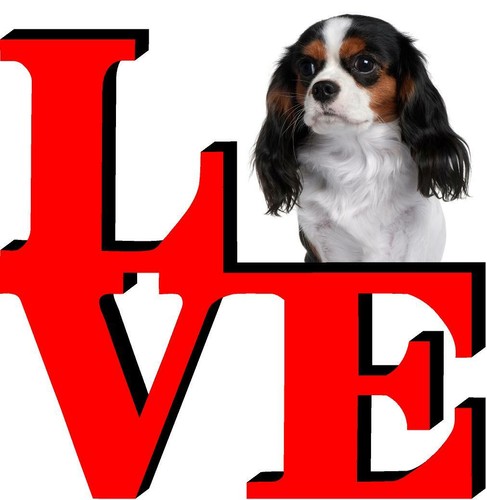 Cavalier king charles - cavalier,