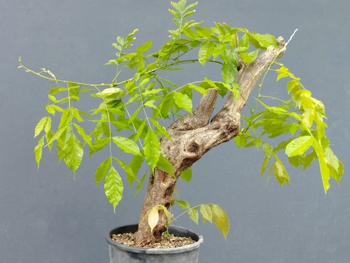 Bonsaï glycine cm - x, en
