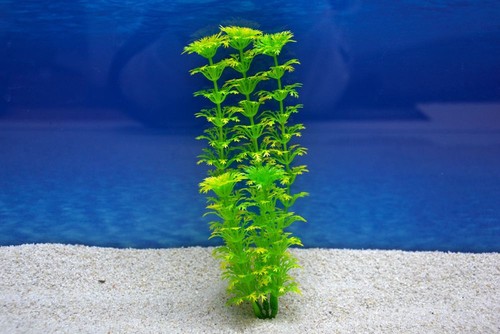 Amtra cabomba 20cm plante - amtra,