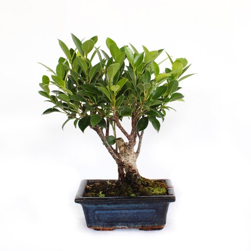 Kentis bonsaï ficus - bonsaï,