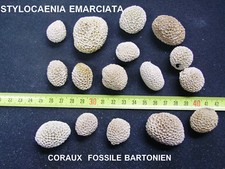 CORAUX - CORAIL B - STYLOCOENIA EMARCIATA - FOSSILE DU BASSIN PARISIEN