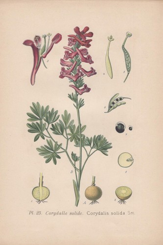 Gefingerte lerchensporn - gefingerte,