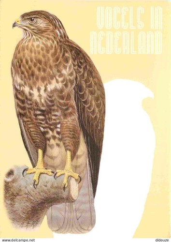 Carte postale animaux - -,