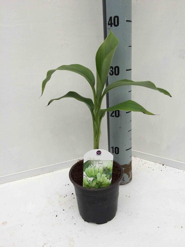Musa basjoo hybridum - basjoo, x
