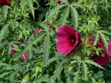 Kenaf Ruby Red - Hanfhibiscus