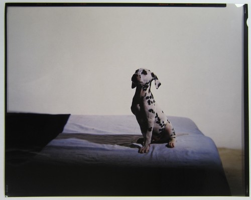 Chien dalmatien vintage - chien,