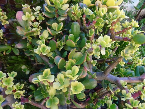 Des crassulas divers - des,