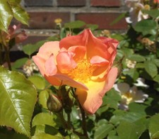 20x graine de Rosier