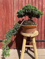 BONSAÏ CASCADE JUNIPERUS