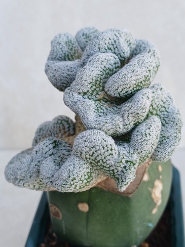 Pelecyphora asseliformis - pelecyphora,