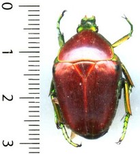 Cetoniidae - CELIDOTA SPLENDENS - Entomologie . insect 1620X